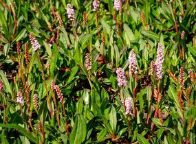 Rdesno 'Darjeeling Red' - Bistorta affinis 'Darjeeling Red'