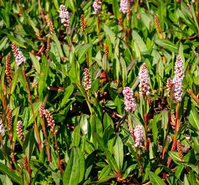 Rdesno 'Darjeeling Red' - Bistorta affinis 'Darjeeling Red'