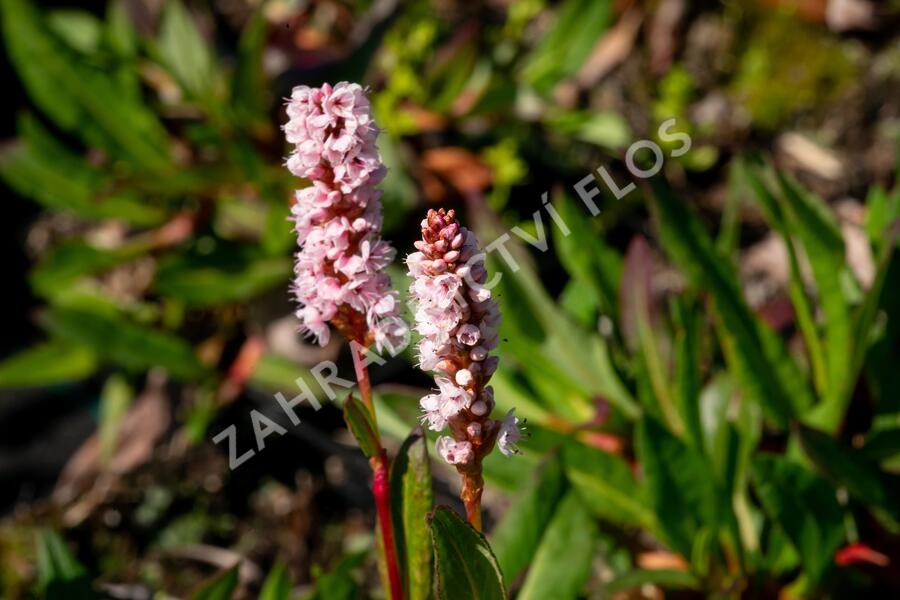 Rdesno 'Darjeeling Red' - Bistorta affinis 'Darjeeling Red'
