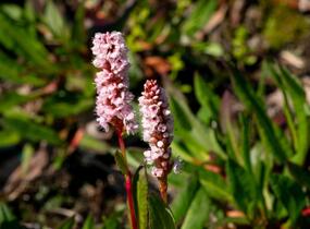 Rdesno 'Darjeeling Red' - Bistorta affinis 'Darjeeling Red'