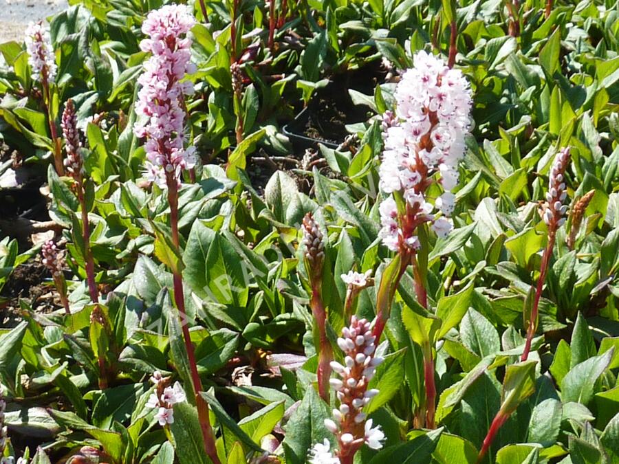 Rdesno 'Darjeeling Red' - Bistorta affinis 'Darjeeling Red'