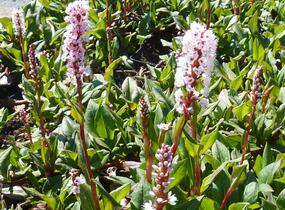 Rdesno 'Darjeeling Red' - Bistorta affinis 'Darjeeling Red'
