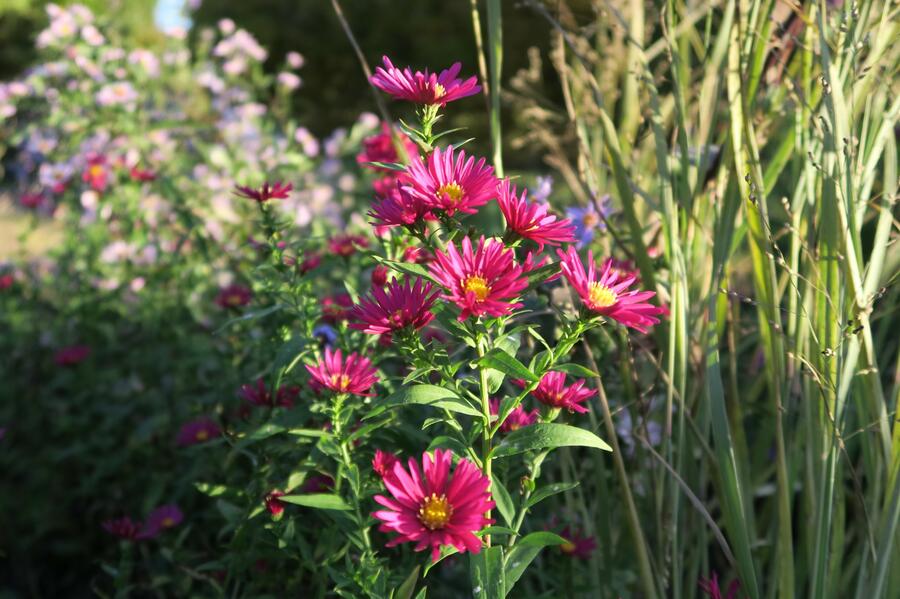 Hvězdnice novobelgická 'Crimson Brocade' - Aster novi-belgii 'Crimson Brocade'