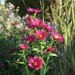 Hvězdnice novobelgická 'Crimson Brocade' - Aster novi-belgii 'Crimson Brocade'