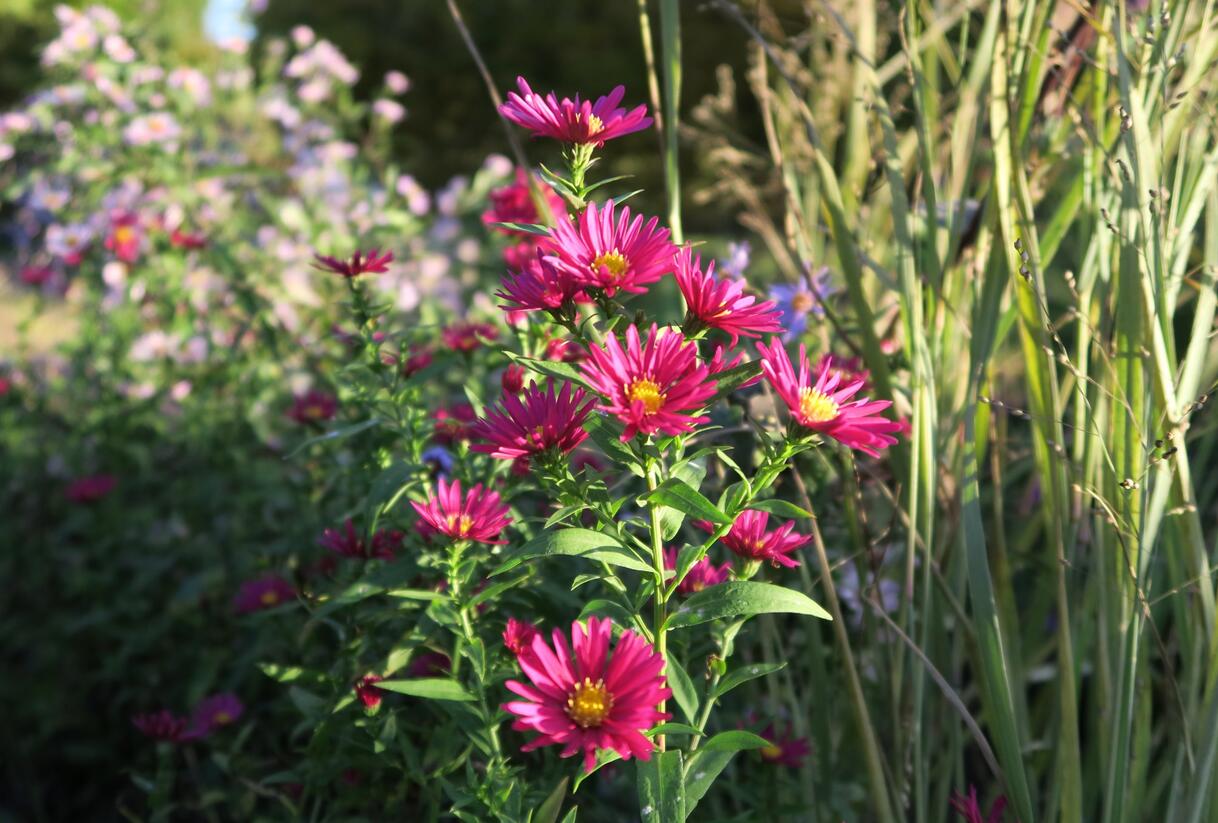 Hvězdnice novobelgická 'Crimson Brocade' - Aster novi-belgii 'Crimson Brocade'
