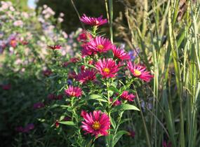Hvězdnice novobelgická 'Crimson Brocade' - Aster novi-belgii 'Crimson Brocade'
