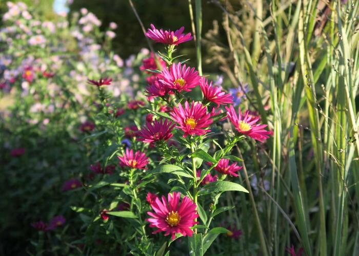 Hvězdnice novobelgická 'Crimson Brocade' - Aster novi-belgii 'Crimson Brocade'