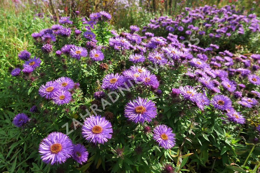 Hvězdnice novoanglická 'Purple Dome' - Aster novae-angliae 'Purple Dome'