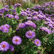 Hvězdnice novoanglická 'Purple Dome' - Aster novae-angliae 'Purple Dome'