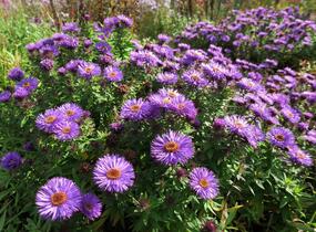 Hvězdnice novoanglická 'Purple Dome' - Aster novae-angliae 'Purple Dome'