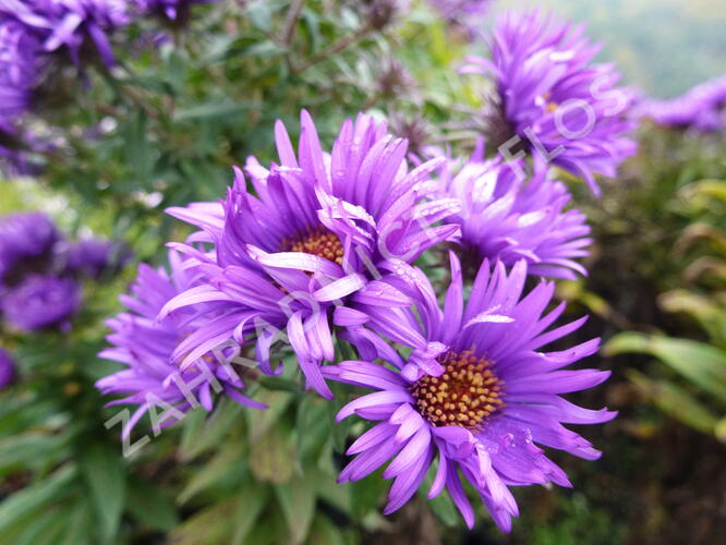Hvězdnice novoanglická 'Purple Dome' - Aster novae-angliae 'Purple Dome'