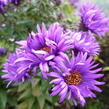 Hvězdnice novoanglická 'Purple Dome' - Aster novae-angliae 'Purple Dome'