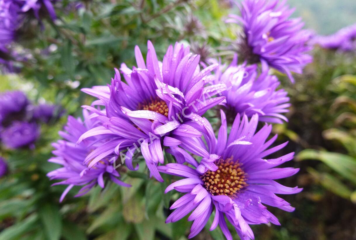 Hvězdnice novoanglická 'Purple Dome' - Aster novae-angliae 'Purple Dome'