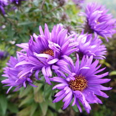 Hvězdnice novoanglická 'Purple Dome' - Aster novae-angliae 'Purple Dome'