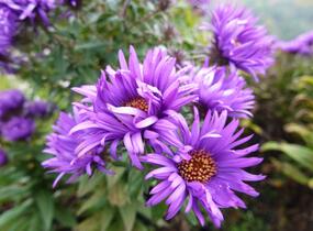 Hvězdnice novoanglická 'Purple Dome' - Aster novae-angliae 'Purple Dome'