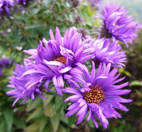 Hvězdnice novoanglická 'Purple Dome' - Aster novae-angliae 'Purple Dome'