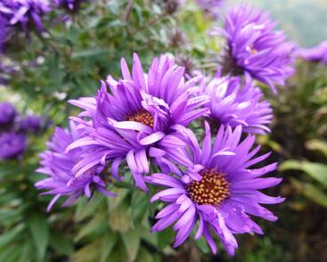 Hvězdnice novoanglická 'Purple Dome'