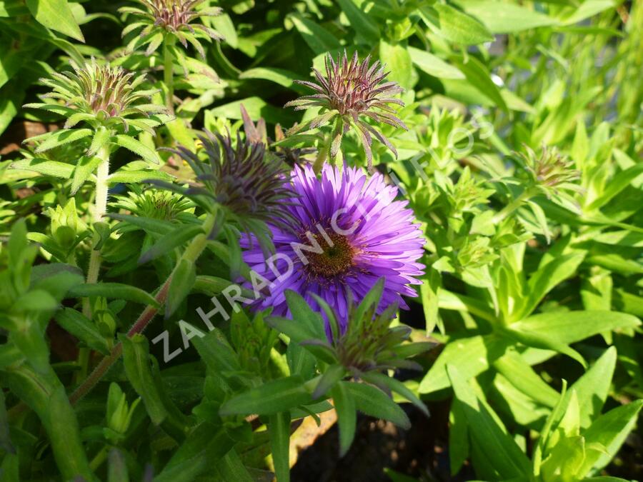 Hvězdnice novoanglická 'Purple Dome' - Aster novae-angliae 'Purple Dome'