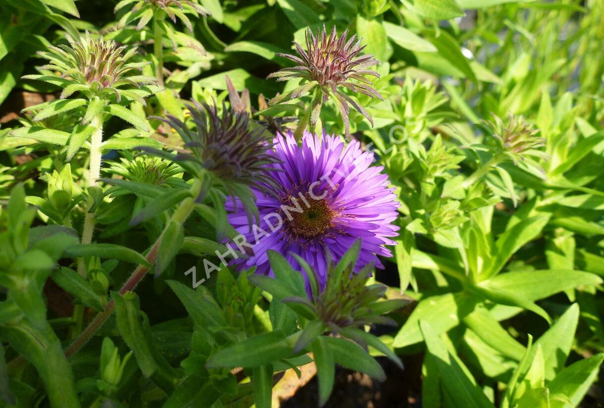 Hvězdnice novoanglická 'Purple Dome' - Aster novae-angliae 'Purple Dome'