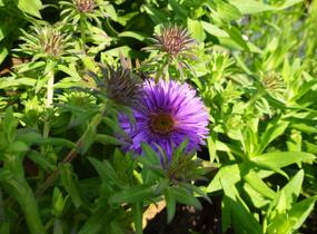 Hvězdnice novoanglická 'Purple Dome' - Aster novae-angliae 'Purple Dome'