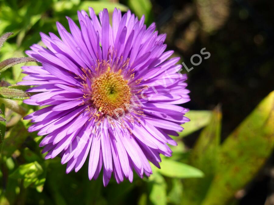 Hvězdnice novoanglická 'Purple Dome' - Aster novae-angliae 'Purple Dome'
