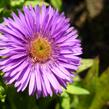 Hvězdnice novoanglická 'Purple Dome' - Aster novae-angliae 'Purple Dome'