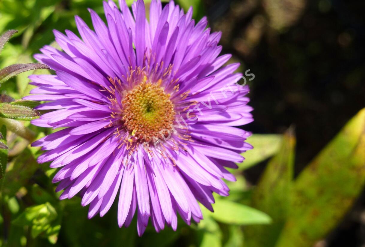 Hvězdnice novoanglická 'Purple Dome' - Aster novae-angliae 'Purple Dome'