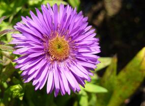 Hvězdnice novoanglická 'Purple Dome' - Aster novae-angliae 'Purple Dome'