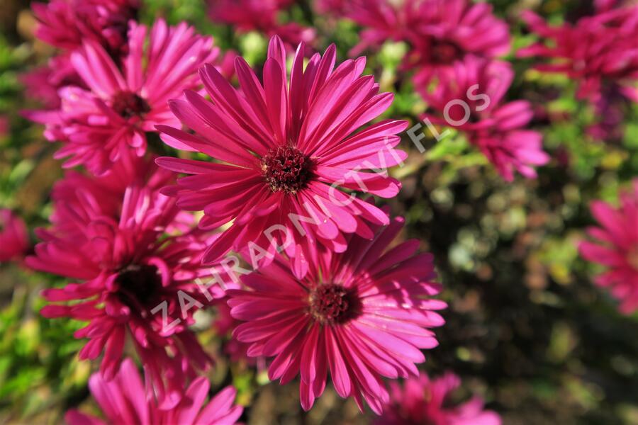 Hvězdnice keříčkovitá 'Jenny' - Aster dumosus 'Jenny'