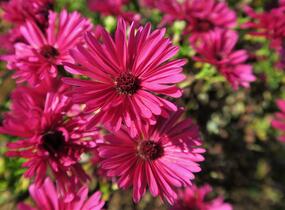 Hvězdnice keříčkovitá 'Jenny' - Aster dumosus 'Jenny'
