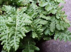 Kapradinka skalní - Woodsia obtusa