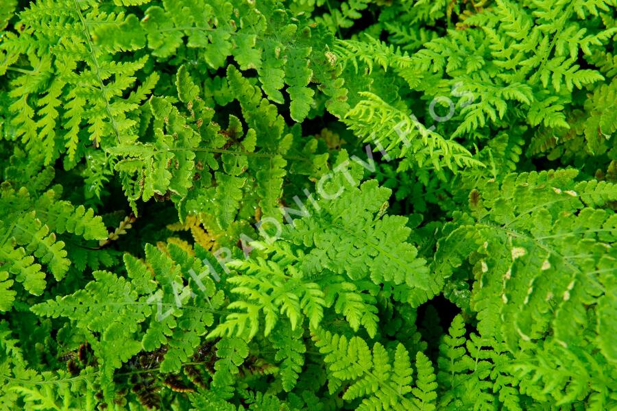 Kapradinka skalní - Woodsia obtusa