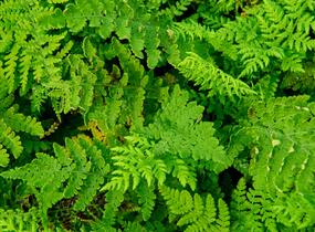 Kapradinka skalní - Woodsia obtusa