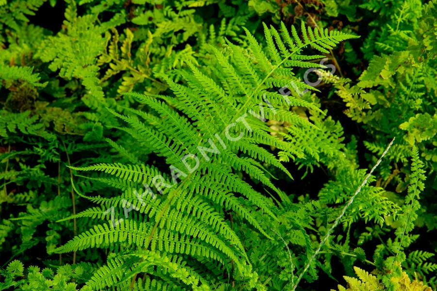 Kapradinka skalní - Woodsia obtusa
