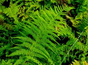Kapradinka skalní - Woodsia obtusa
