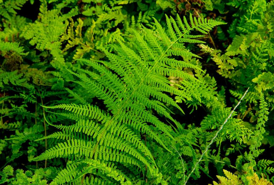 Kapradinka skalní - Woodsia obtusa