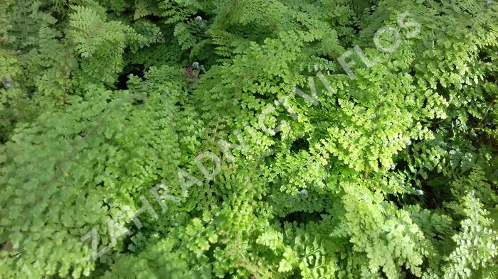 Kapradina štětinonosná 'Plumosum-densum' - Polystichum setiferum 'Plumosum-densum'