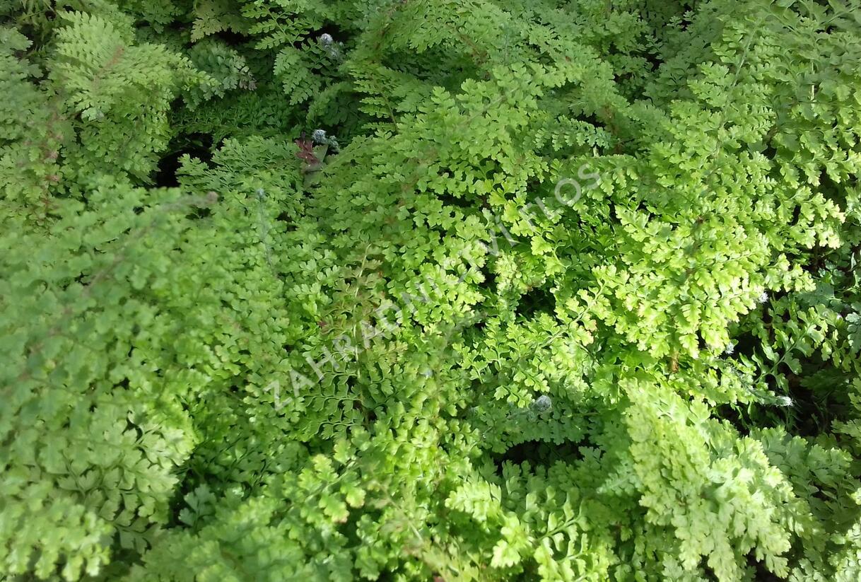 Kapradina štětinonosná 'Plumosum-densum' - Polystichum setiferum 'Plumosum-densum'