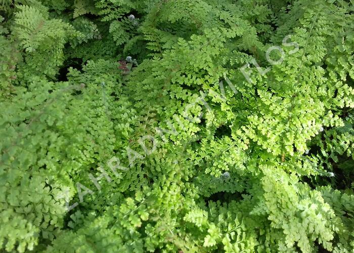 Kapradina štětinonosná 'Plumosum-densum' - Polystichum setiferum 'Plumosum-densum'