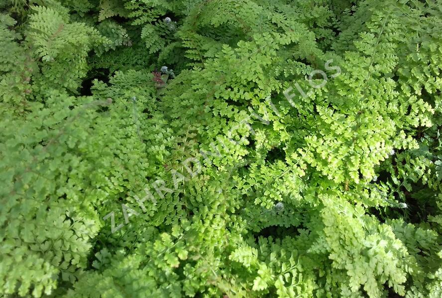 Kapradina štětinonosná 'Plumosum-densum' - Polystichum setiferum 'Plumosum-densum'