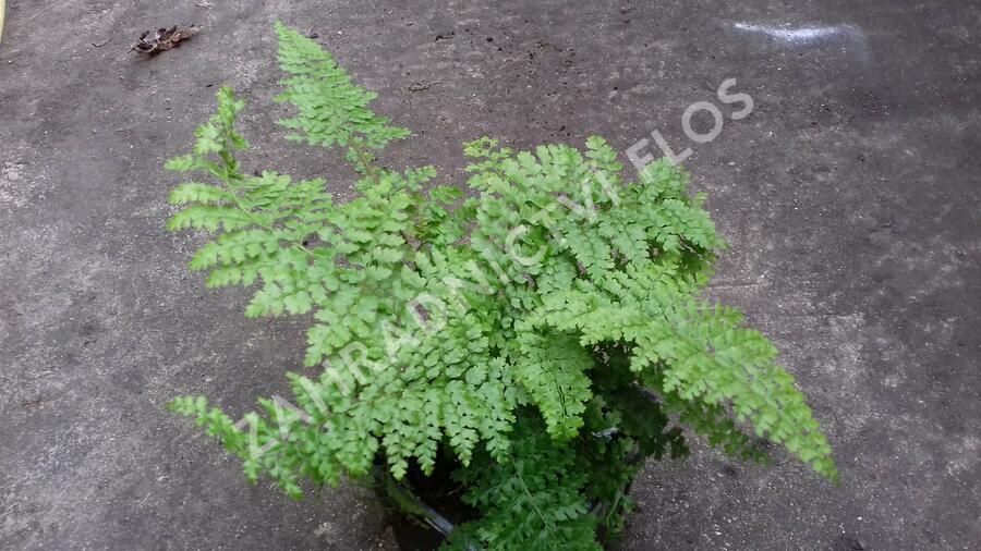 Kapradina štětinonosná 'Plumosum-densum' - Polystichum setiferum 'Plumosum-densum'