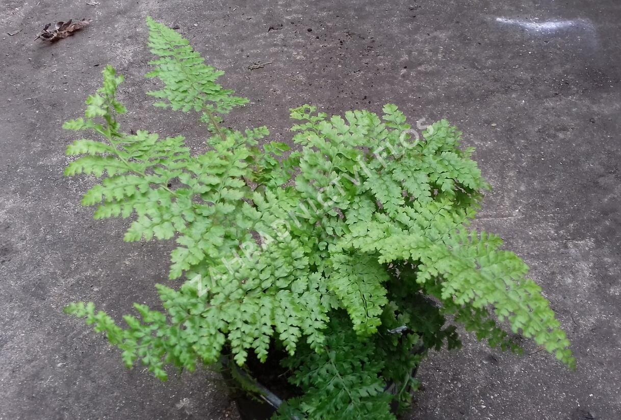 Kapradina štětinonosná 'Plumosum-densum' - Polystichum setiferum 'Plumosum-densum'