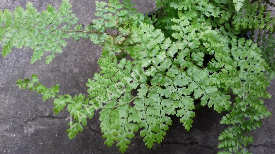 Kapradina štětinonosná 'Plumosum-densum' - Polystichum setiferum 'Plumosum-densum'