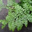 Kapradina štětinonosná 'Plumosum-densum' - Polystichum setiferum 'Plumosum-densum'