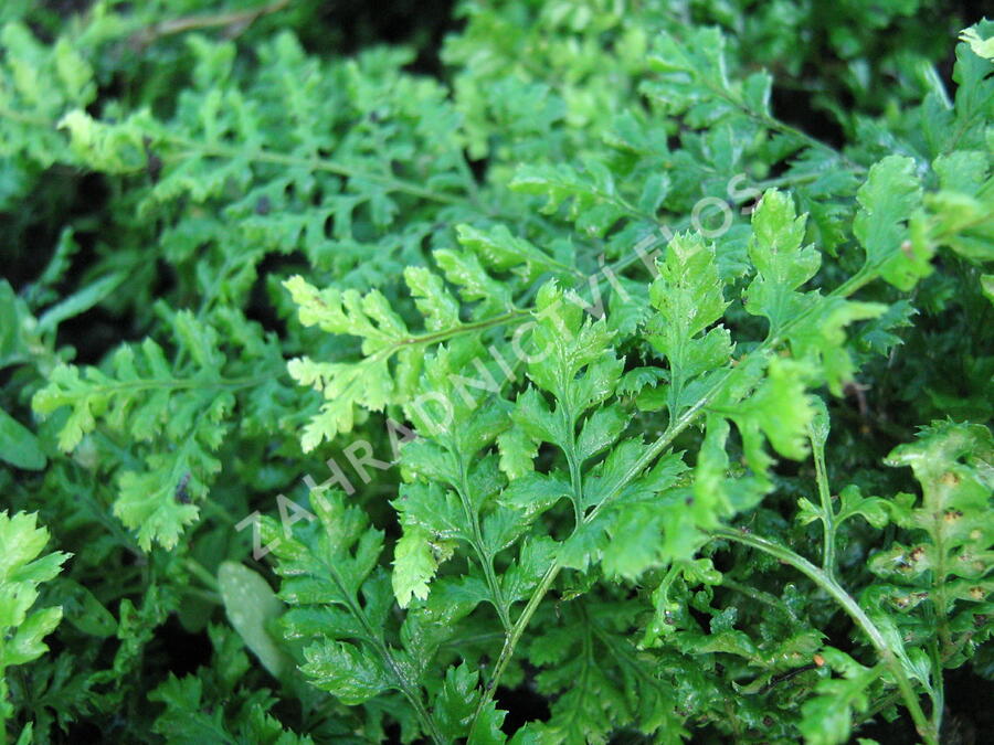 Kapraď 'Crispa Whiteside' - Dryopteris austriaca 'Crispa Whiteside'