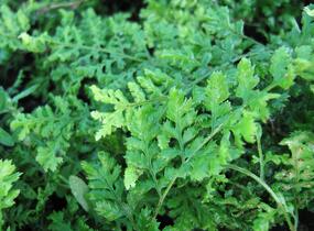 Kapraď 'Crispa Whiteside' - Dryopteris austriaca 'Crispa Whiteside'