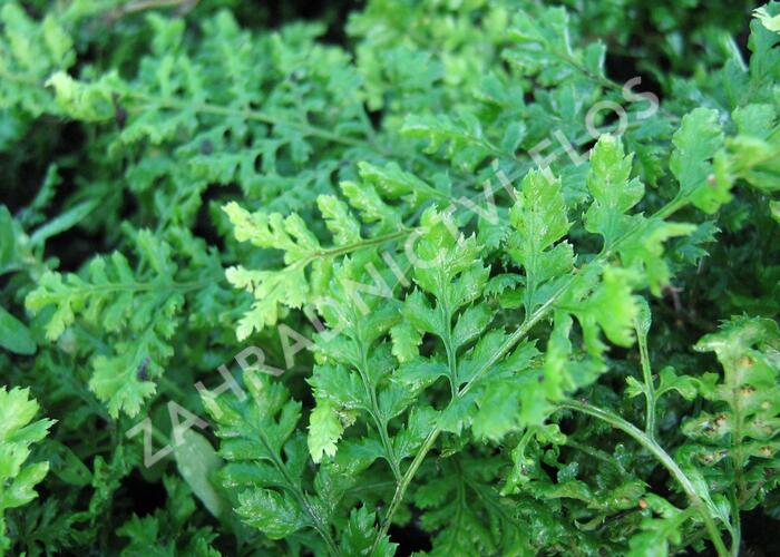 Kapraď 'Crispa Whiteside' - Dryopteris austriaca 'Crispa Whiteside'