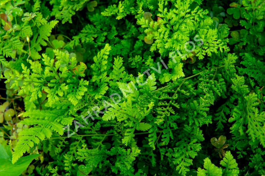 Kapraď 'Crispa Whiteside' - Dryopteris austriaca 'Crispa Whiteside'