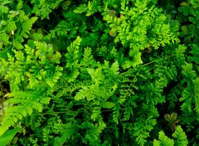 Kapraď 'Crispa Whiteside' - Dryopteris austriaca 'Crispa Whiteside'