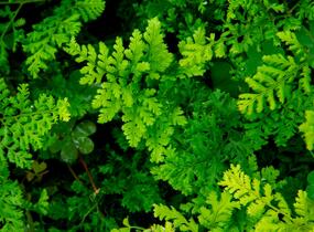 Kapraď 'Crispa Whiteside' - Dryopteris austriaca 'Crispa Whiteside'